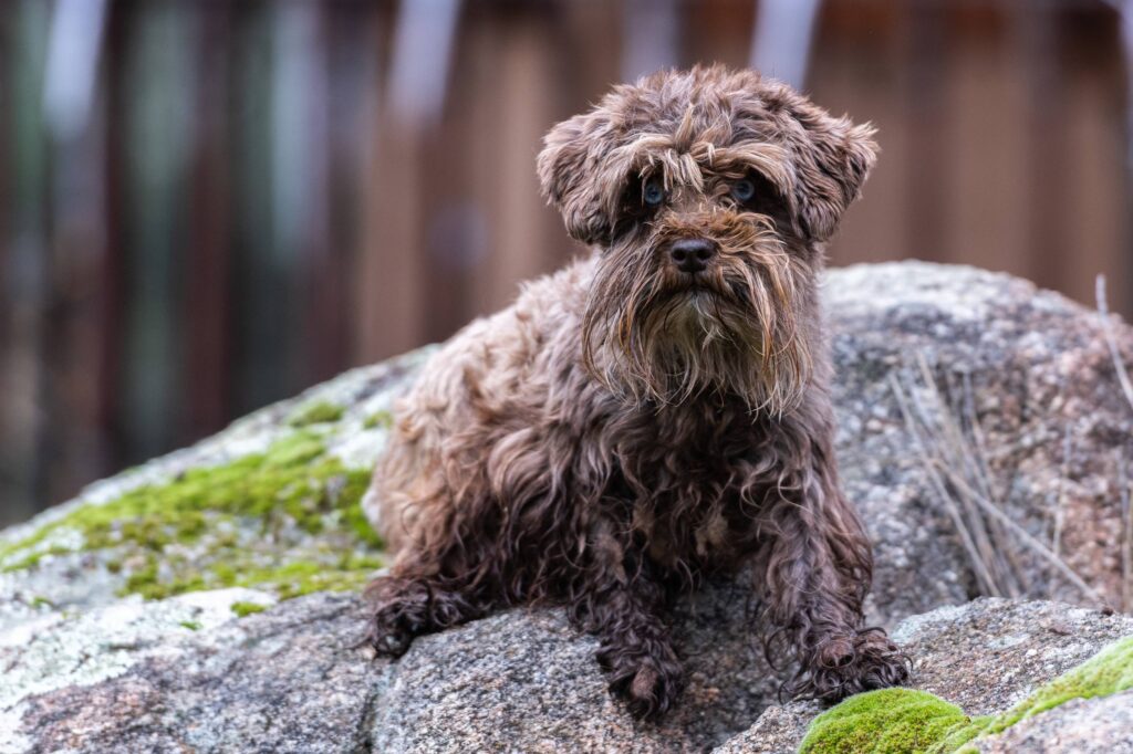 Schnauzer marron